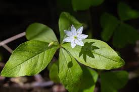 Attēlu rezultāti vaicājumam “Trientalis europaea leaf”