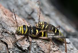 Attēlu rezultāti vaicājumam “Plagionotus detritus”