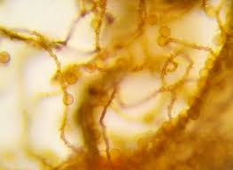 Attēlu rezultāti vaicājumam “Ophiotheca chrysosperma macro”