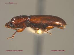 Attēlu rezultāti vaicājumam “Zopheridae”