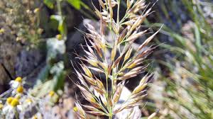 Attēlu rezultāti vaicājumam “Calamagrostis arundinacea leaf”