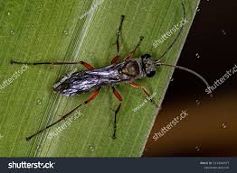 Attēlu rezultāti vaicājumam “Pompilidae”