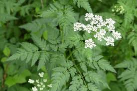 Image result for Chaerophyllum aureum