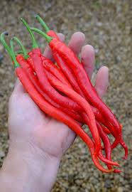 Afbeeldingsresultaat voor turkish cayenne hot pepper