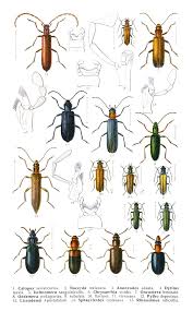 Attēlu rezultāti vaicājumam “Oedemera femorata”