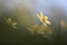 Image result for Buschwindröschen