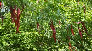 Attēlu rezultāti vaicājumam “Gleditsia triacanthos fruit”