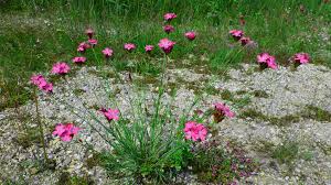 Image result for Steinnelke