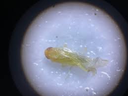 Attēlu rezultāti vaicājumam “Edwardsiana geometrica”