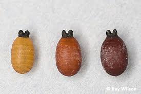 Attēlu rezultāti vaicājumam “Retinia resinella pupa”