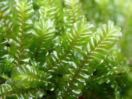 Attēlu rezultāti vaicājumam “Plagiochila porelloides”