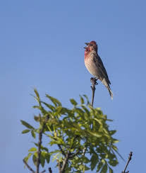 Attēlu rezultāti vaicājumam “Carpodacus erythrinus”