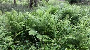 Attēlu rezultāti vaicājumam “Dryopteris filix-mas”