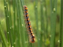 Attēlu rezultāti vaicājumam “Lasiocampa quercus larva”