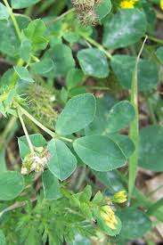 Attēlu rezultāti vaicājumam “Medicago”