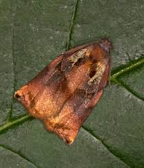 Attēlu rezultāti vaicājumam “Archips podana female”