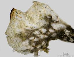 Attēlu rezultāti vaicājumam “Peltigera extenuata”