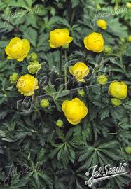 Attēlu rezultāti vaicājumam “Trollius europaeus”