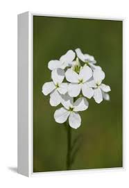 Attēlu rezultāti vaicājumam “Cardamine amara flower”