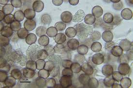 Attēlu rezultāti vaicājumam “Physarum leucophaeum spores”