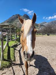 Image result for The Riding Centre