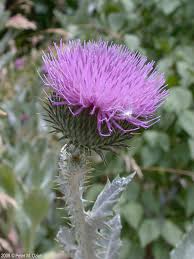 Image result for Onopordum acanthium