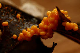 Attēlu rezultāti vaicājumam “Badhamia utricularis macro”