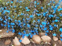 Image result for Lobelien