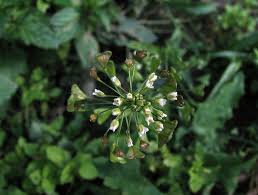 Attēlu rezultāti vaicājumam “Capsella bursa-pastoris bud”