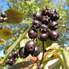 Attēlu rezultāti vaicājumam “Crataegus x macrocarpa fruit”