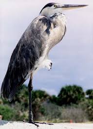 Image result for heron