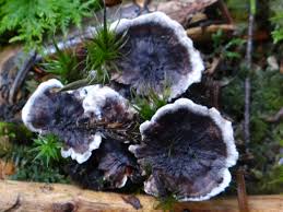 Attēlu rezultāti vaicājumam “Phellodon melaleucus”