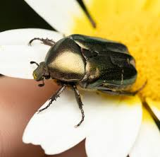 Attēlu rezultāti vaicājumam “Potosia cuprea”