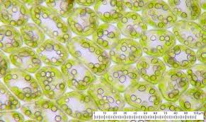 Attēlu rezultāti vaicājumam “Lophozia longidens”