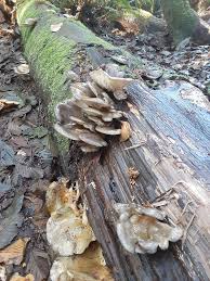 Attēlu rezultāti vaicājumam “Hydnocristella himantia”