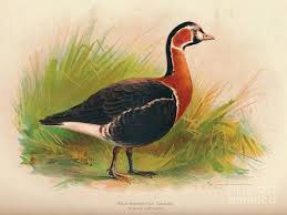 Image result for Branta ruficollis