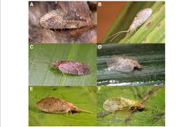 Attēlu rezultāti vaicājumam “Hemerobiidae”