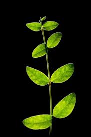 Attēlu rezultāti vaicājumam “Vinca minor leaf”