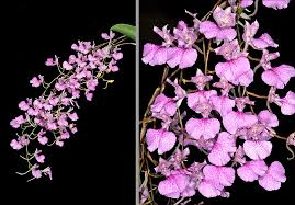 Attēlu rezultāti vaicājumam “Conardia compacta macro”