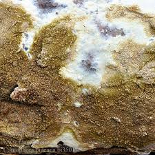 Attēlu rezultāti vaicājumam “Coniophora puteana”