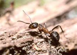 Attēlu rezultāti vaicājumam “Formica rufa imago”