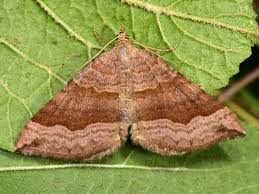 Attēlu rezultāti vaicājumam “Scotopteryx chenopodiata”