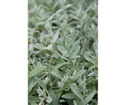 Attēlu rezultāti vaicājumam “Cerastium tomentosum leaf”