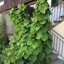 Attēlu rezultāti vaicājumam “Aristolochia durior leaf”