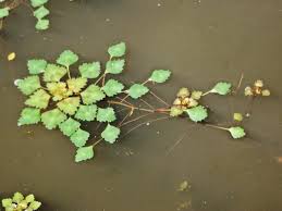 Attēlu rezultāti vaicājumam “Trapa natans leaf”