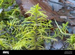 Attēlu rezultāti vaicājumam “Isothecium alopecuroides sporophyte”