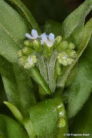 Attēlu rezultāti vaicājumam “Myosotis laxa subsp. baltica”