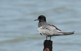 Attēlu rezultāti vaicājumam “Chlidonias niger”