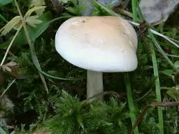 Attēlu rezultāti vaicājumam “Tricholoma album”