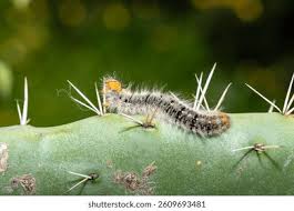 Attēlu rezultāti vaicājumam “Lasiocampa quercus imago”